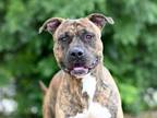 Adopt CHESTER a Plott Hound