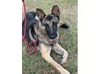 Adopt Sarge a German Shepherd Dog
