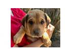 Adopt Kenya-Zambia a American Staffordshire Terrier, Shar-Pei