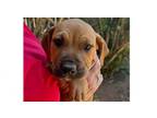Adopt Kenya-Egypt a American Staffordshire Terrier, Shar-Pei