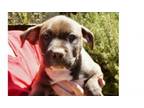 Adopt Kenya-Tunisia a American Staffordshire Terrier, Basset Hound