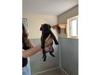 Adopt Kenya-Congo a American Staffordshire Terrier, Basset Hound