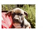 Adopt Kenya-Zimbabwe a American Staffordshire Terrier, Basset Hound