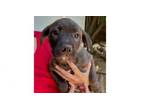 Adopt Kenya-Africa a American Staffordshire Terrier, Basset Hound