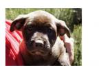 Adopt Kenya-Morocco a American Staffordshire Terrier, Basset Hound