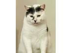 Adopt Coconut a Manx, Domestic Short Hair