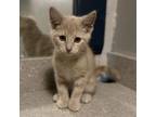 Adopt Harvey a Domestic Medium Hair, Tabby