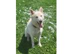 Adopt Blanco a Pumi