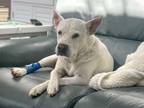 Adopt Wilson a Mixed Breed