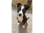 Adopt Vinnie a Mixed Breed