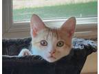 Adopt Reeses a Domestic Short Hair