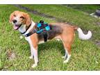 Adopt Champ a Foxhound