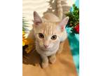Adopt Buttercup M a Domestic Short Hair, Tabby