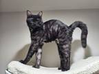 Adopt Arthur a Domestic Short Hair, Maine Coon