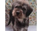 Adopt Coco Latte a Schnauzer