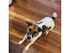 Adopt Gibby a Jack Russell Terrier