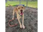 Adopt Bernie a Yellow Labrador Retriever