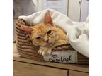 Adopt Malachi a Domestic Short Hair