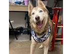 Adopt Arlo a Husky