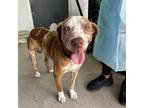 Adopt Electric a Catahoula Leopard Dog