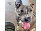 Adopt Disco a Pit Bull Terrier