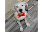 Adopt Deuce- handsome puppy! Loves people and dogs! Adopt $50!