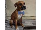 Adopt Mocha- sweet boy, loves treats! Likes dogs and people! Adopt $50!