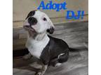 Adopt DJ- sweet puppy! Likes dogs and people! Adopt $50! a Pit Bull Terrier