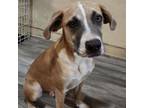 Adopt Latte- adorable & cuddly! Likes people and dogs! Adopt $50!