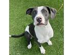 Adopt Constantine- Friendly and cute house hippo! Likes dogs and people!