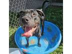 Adopt Jaxon Waxon Flaxon a Mixed Breed