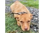 Adopt Falkor a German Wirehaired Pointer