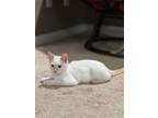 Adopt Ray a Siamese