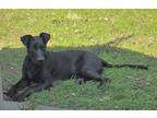 Adopt Floki a Labrador Retriever, Mixed Breed