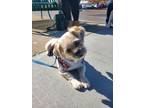 Adopt Beryl a Lhasa Apso, Mixed Breed