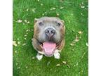 Adopt Sir Charms a American Staffordshire Terrier