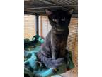Adopt Blackie Chan a Domestic Long Hair