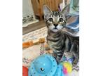 Adopt Tanner a Tabby