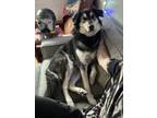 Adopt Murphy a Alaskan Malamute, Labrador Retriever