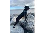 Adopt Bubblegum a Labrador Retriever