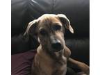 Adopt Vander a Labrador Retriever, Hound