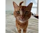 Adopt Garfield a Tabby