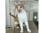 Adopt Pecan Pie a Tabby