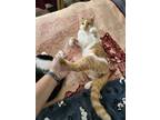 Adopt Sampson a Tabby