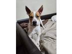 Adopt Mj a Australian Cattle Dog / Blue Heeler