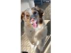 Adopt Poppy Jr (Merle) a Australian Shepherd