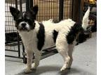 Adopt Salt a Brussels Griffon, Mixed Breed