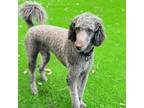 Adopt Charlie a Standard Poodle, Golden Retriever