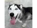 Adopt Frosty a Husky