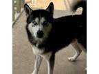 Adopt Levi a Husky